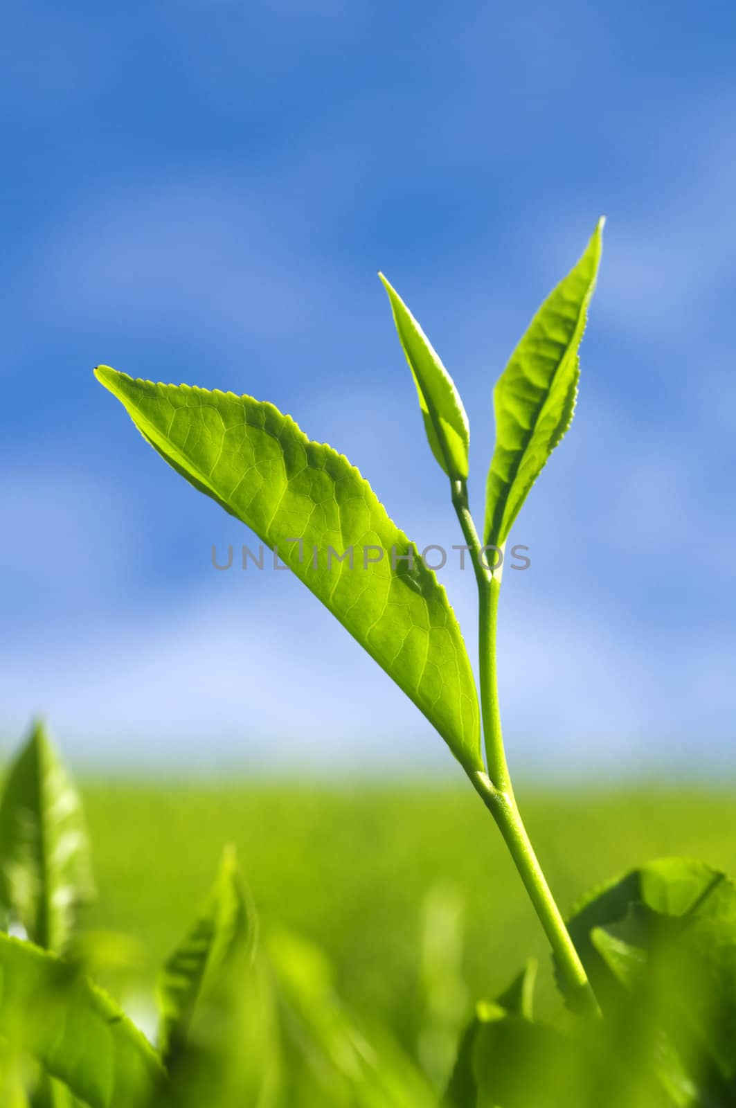 Close up tea leaves with morning sunlight.