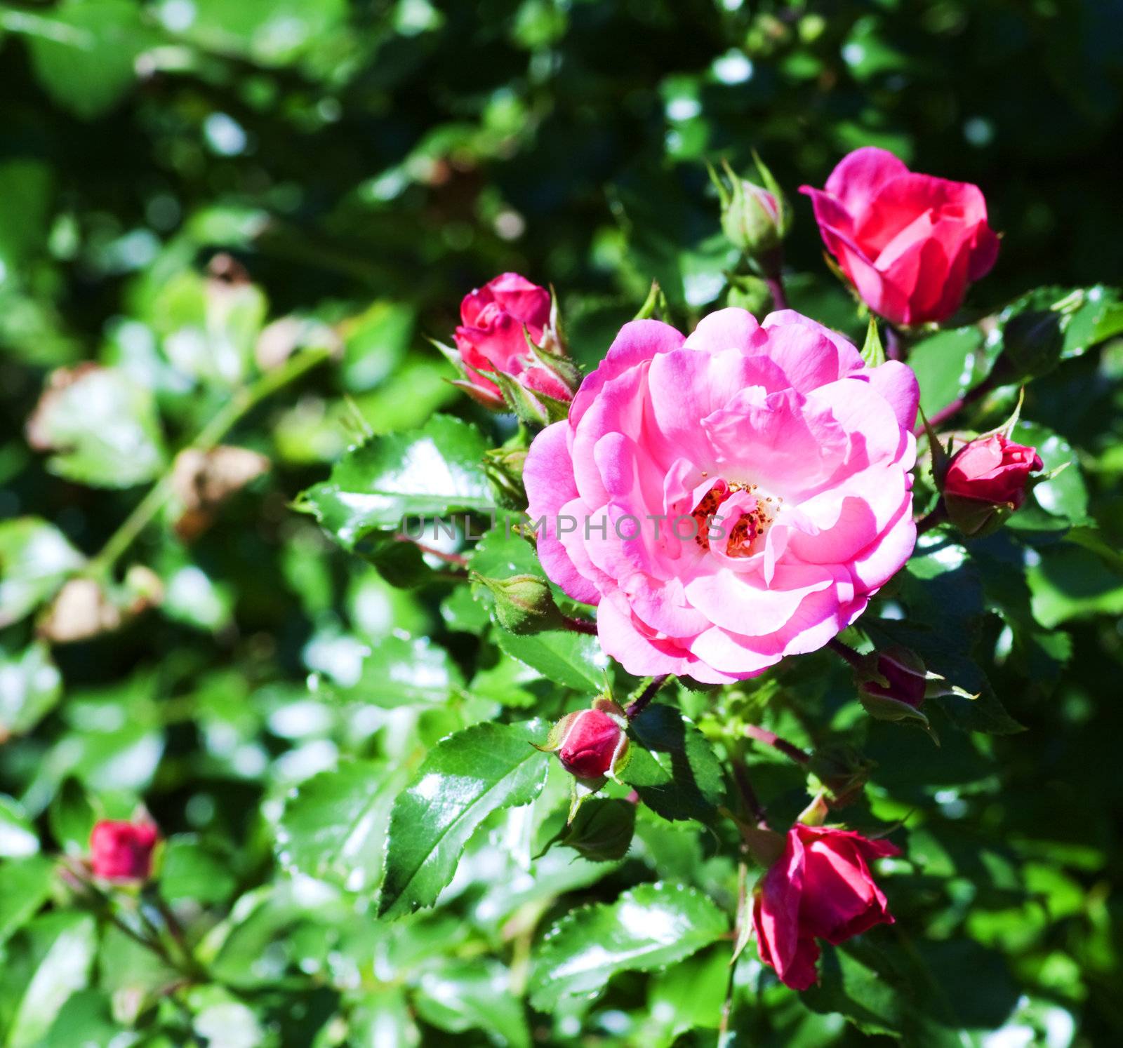 Closeup of a flower in a garden