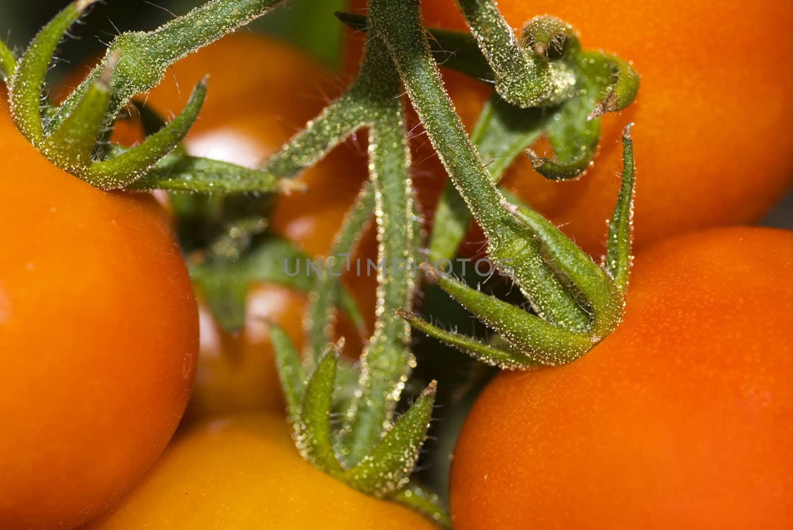Close up of a bunch of tomatoes.