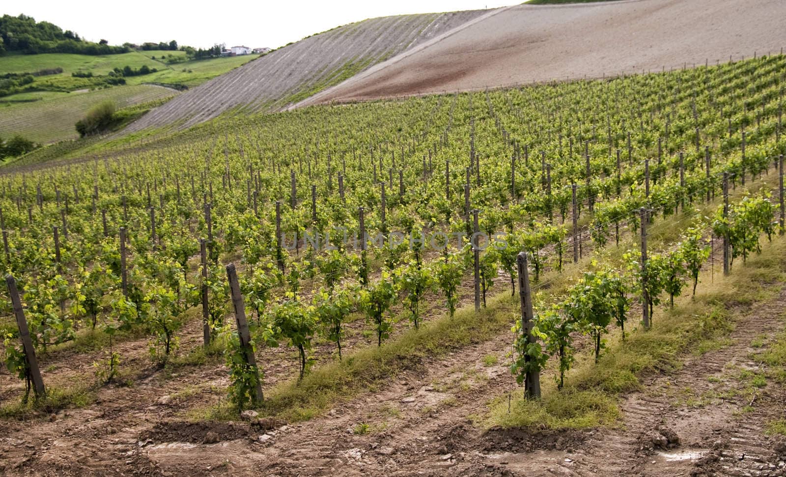 Landscape of vine and grapes
