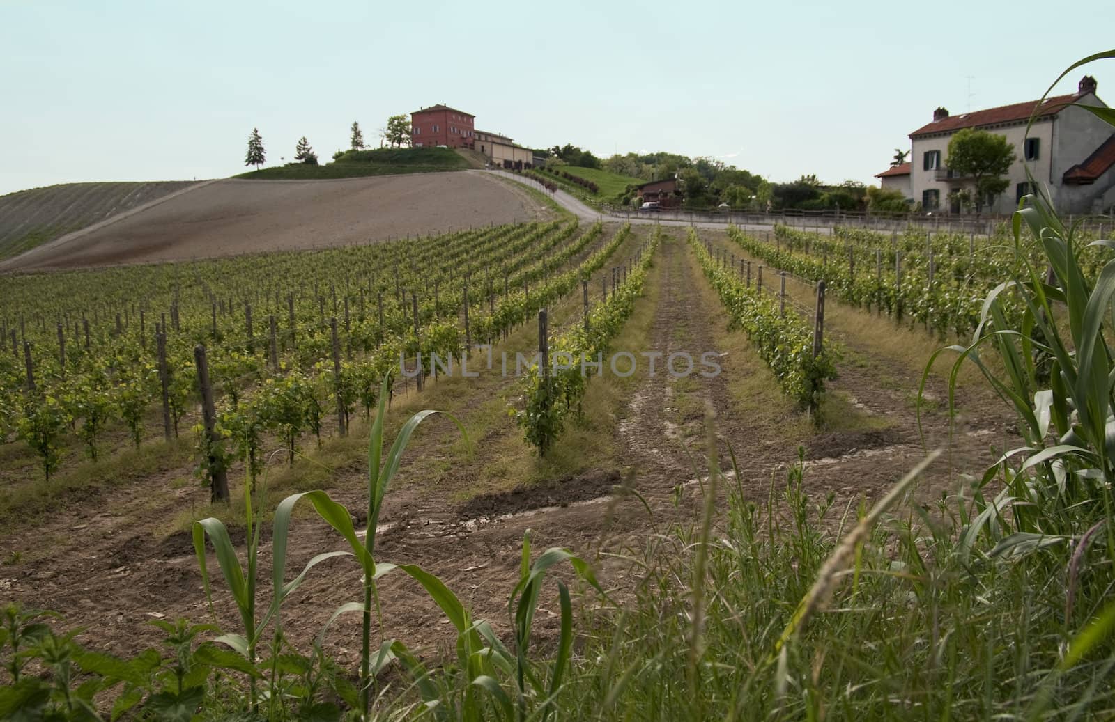 Landscape of vine and grapes