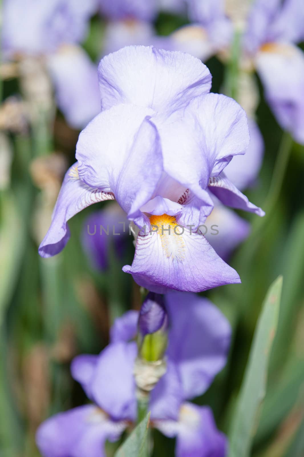 Iris is a genus of 260 species of flowering plants with showy flowers.