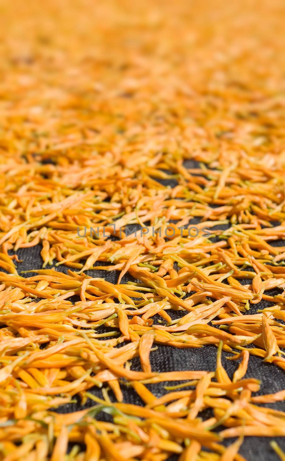 Dry in the sun of Chinese traditional medicine - golden needles.