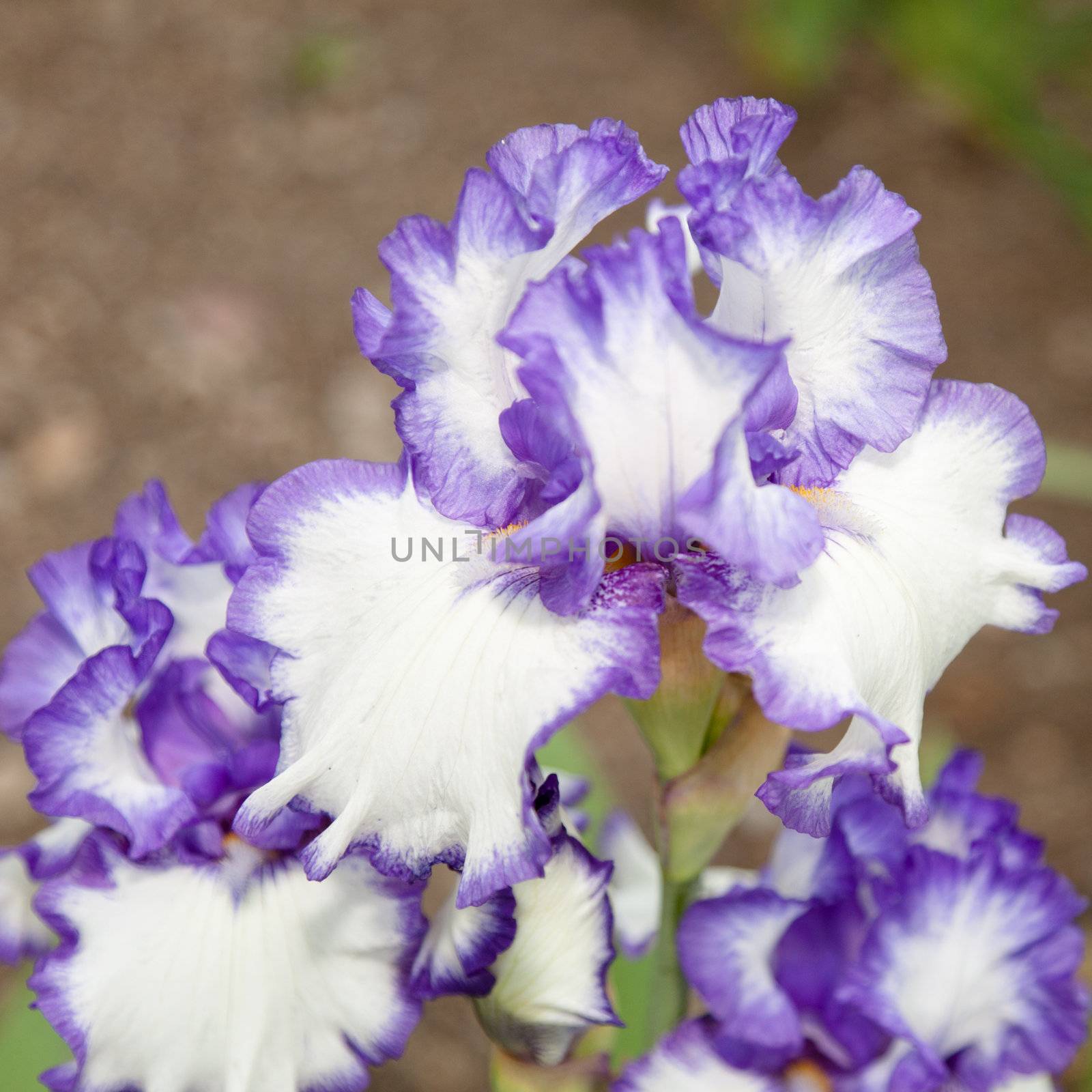 Iris is a genus of 260 species of flowering plants with showy flowers.