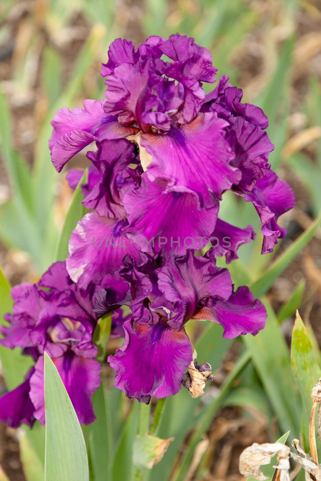 Iris is a genus of 260 species of flowering plants with showy flowers.