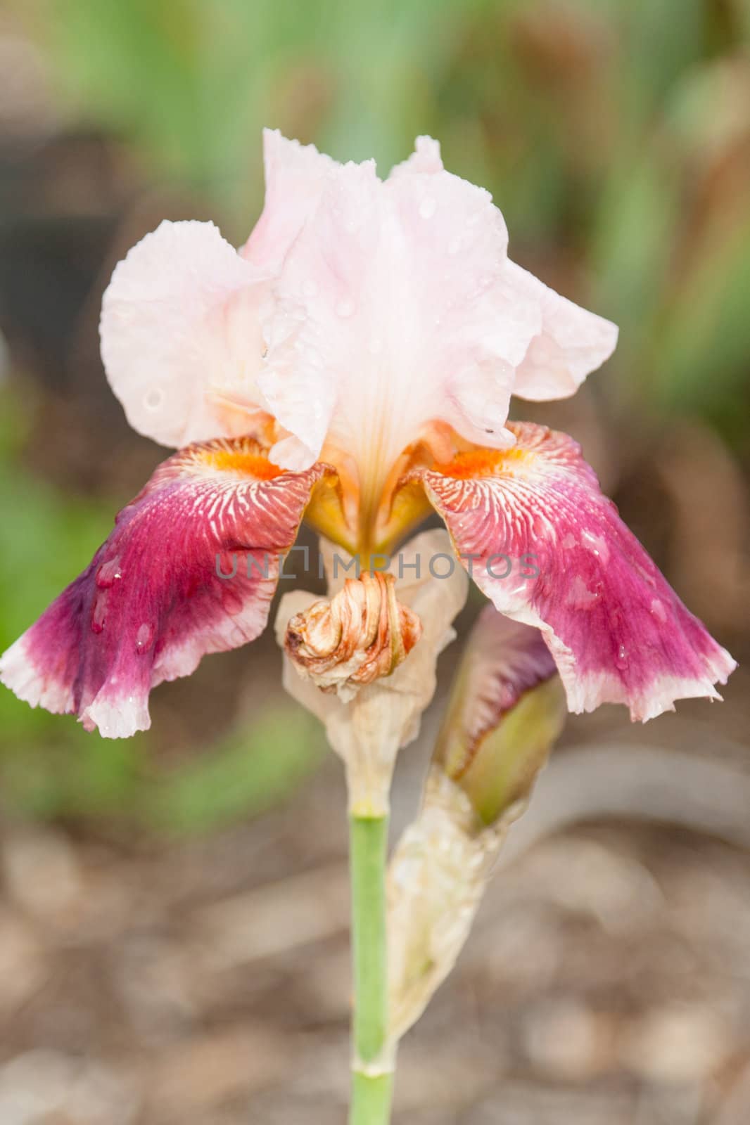 Iris is a genus of 260 species of flowering plants with showy flowers.