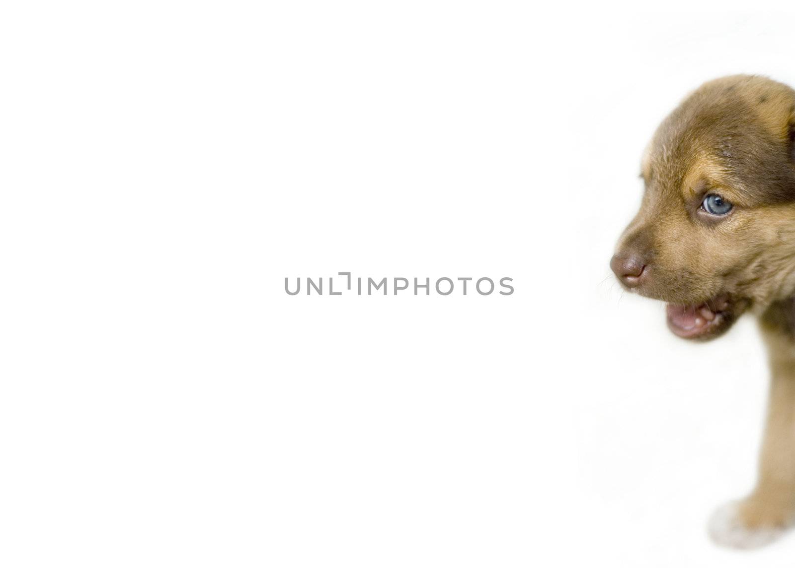 puppy hide behind the wall 
