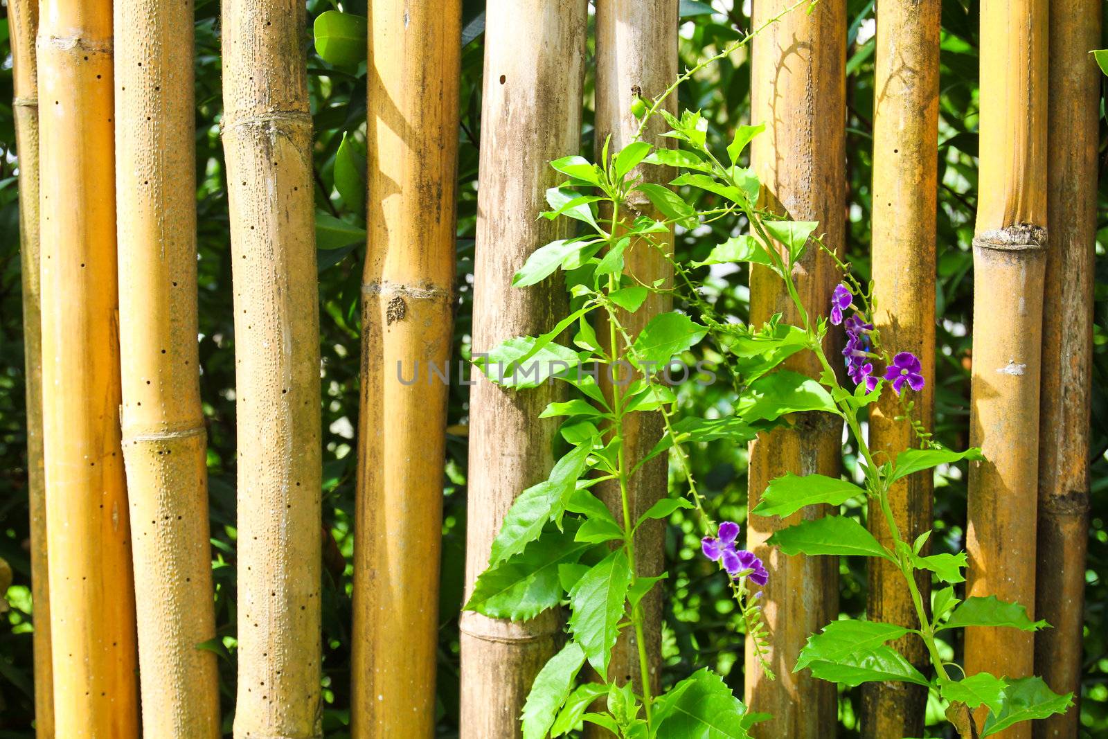 Bamboo fence with plants and flower