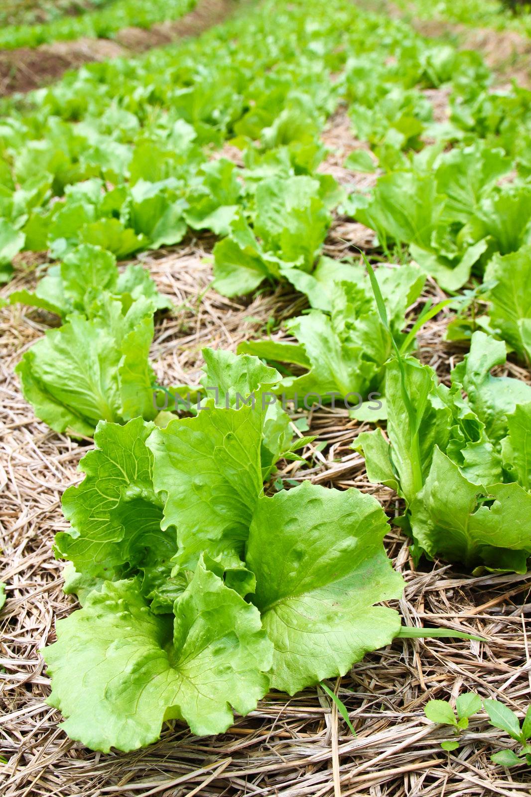 Fresh lettuce in the farm