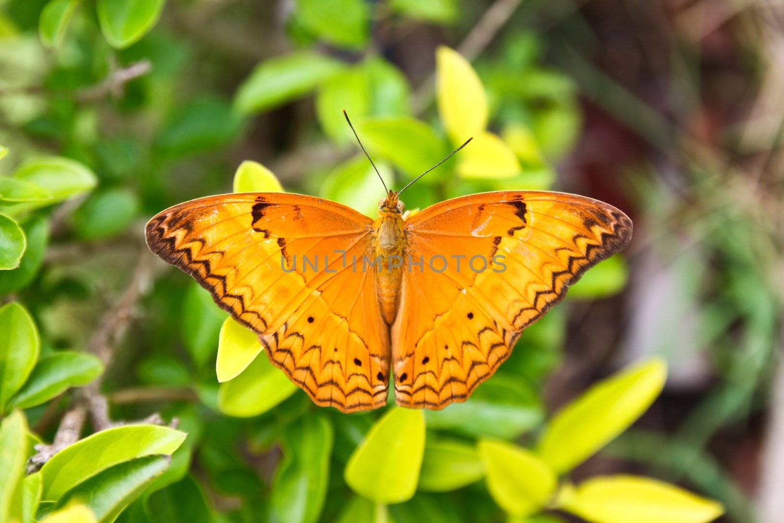 Orange butterfly on the leaf