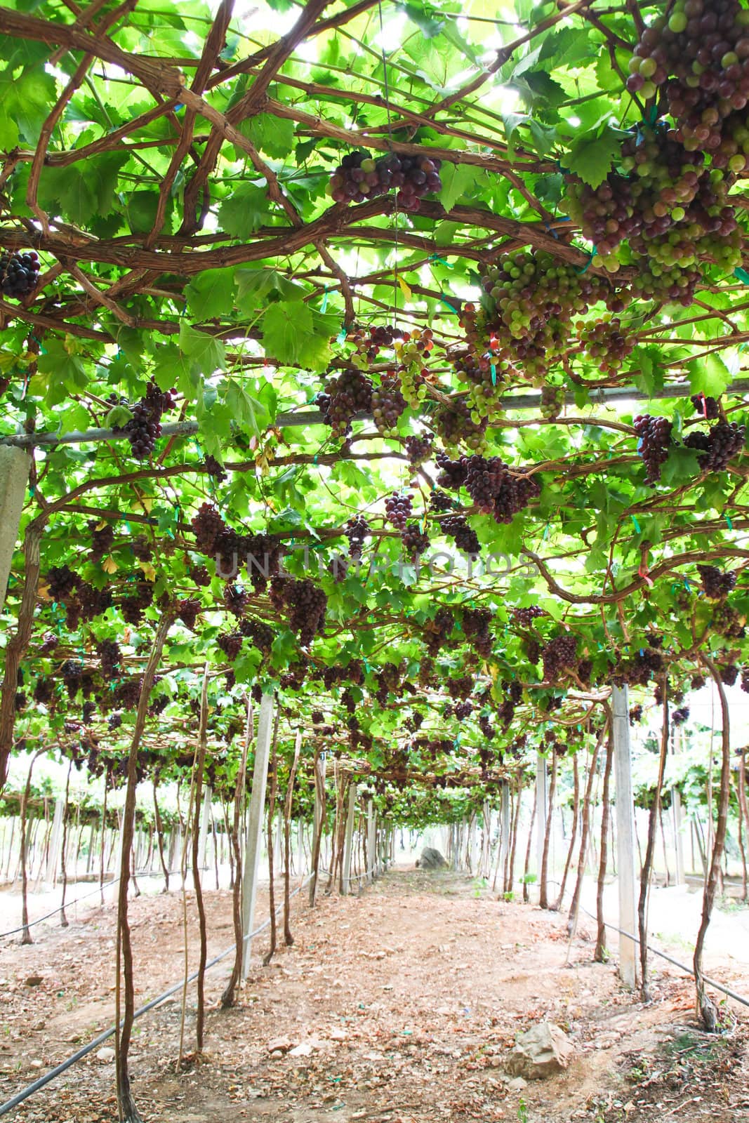 red grape vineyard rows