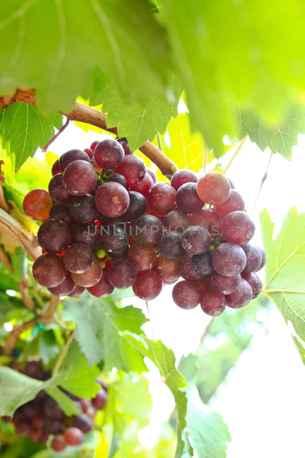 grape vine in the yard by nuchylee