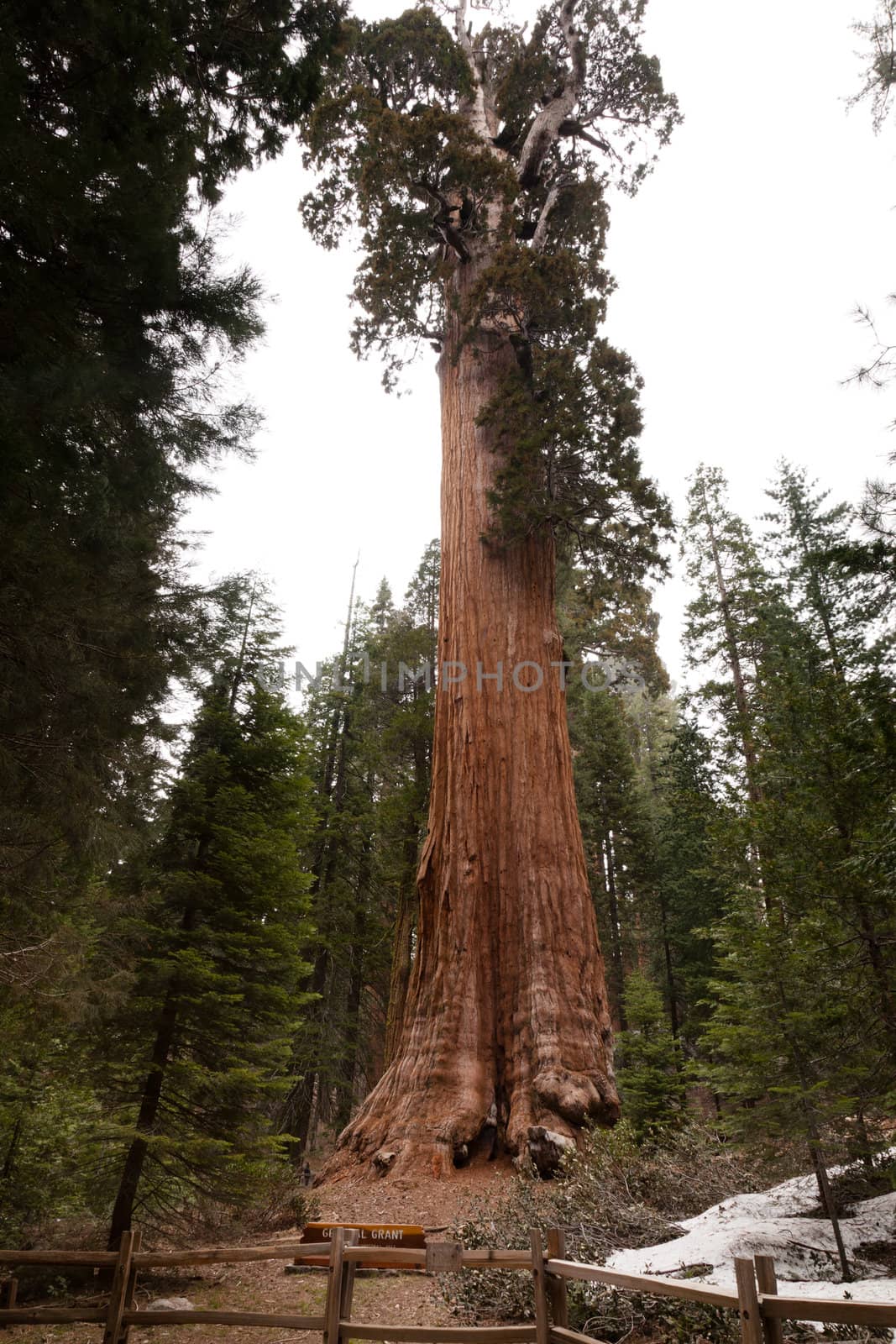 General Grant Grove by melastmohican