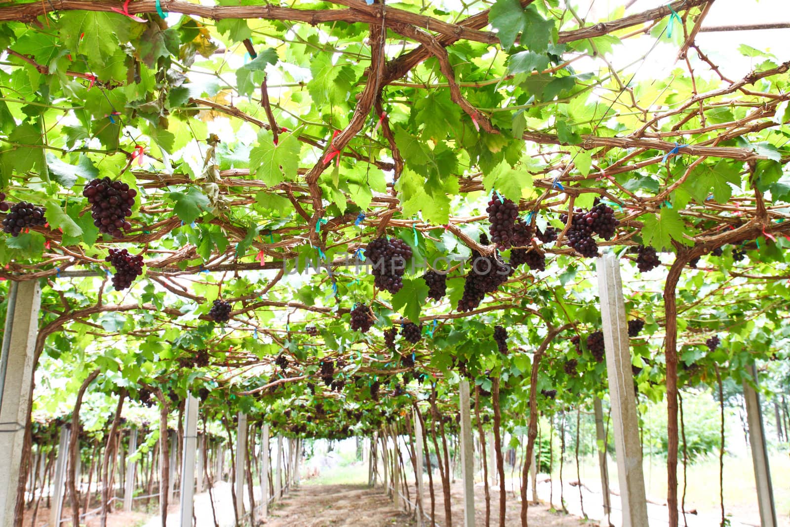 red grape vine in the yard