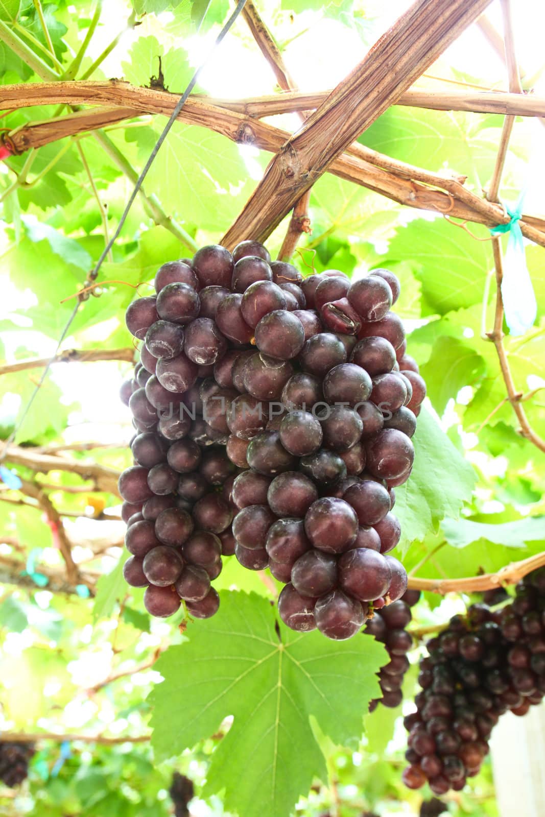 red grape vine in the yard