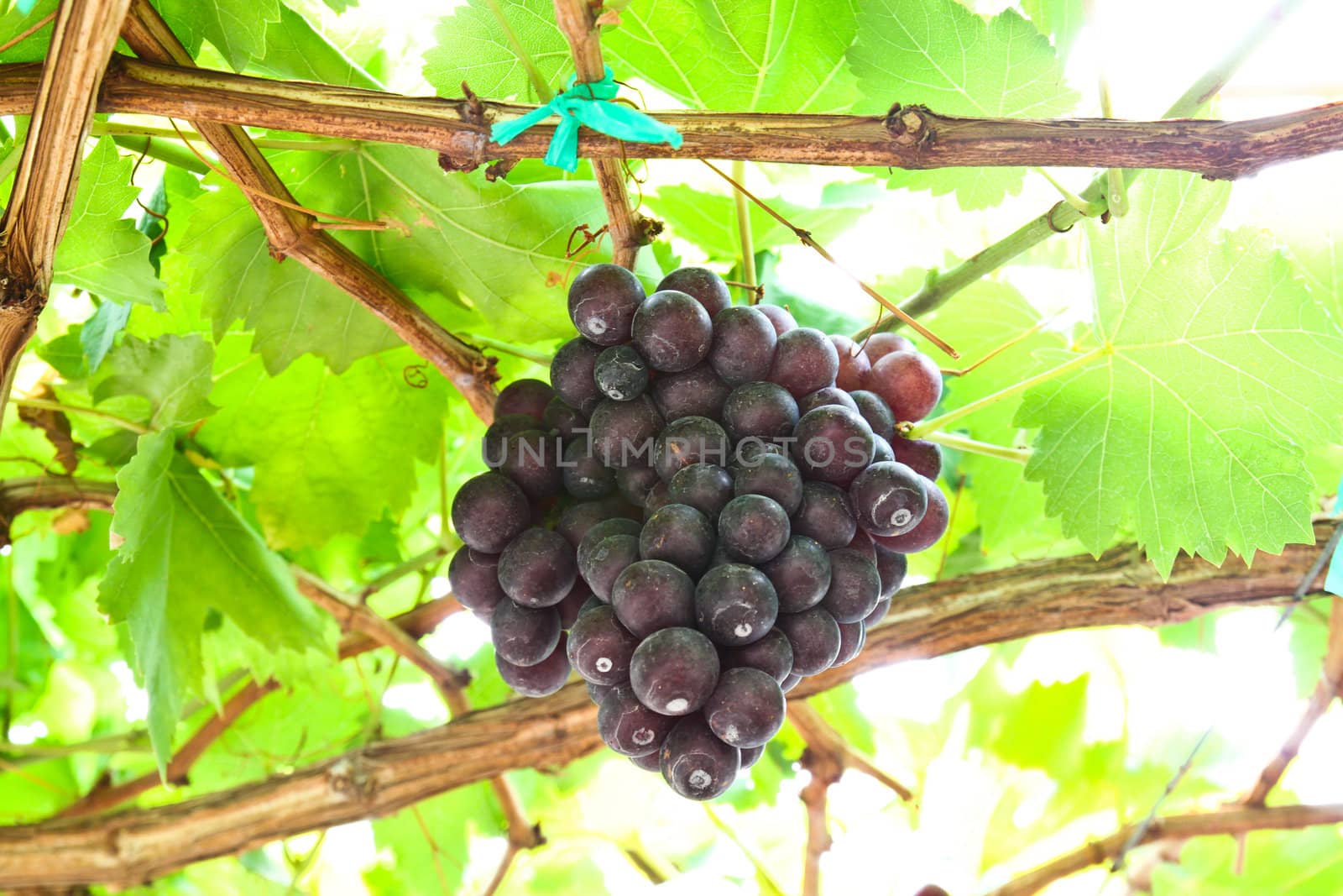 red grape vine in the yard