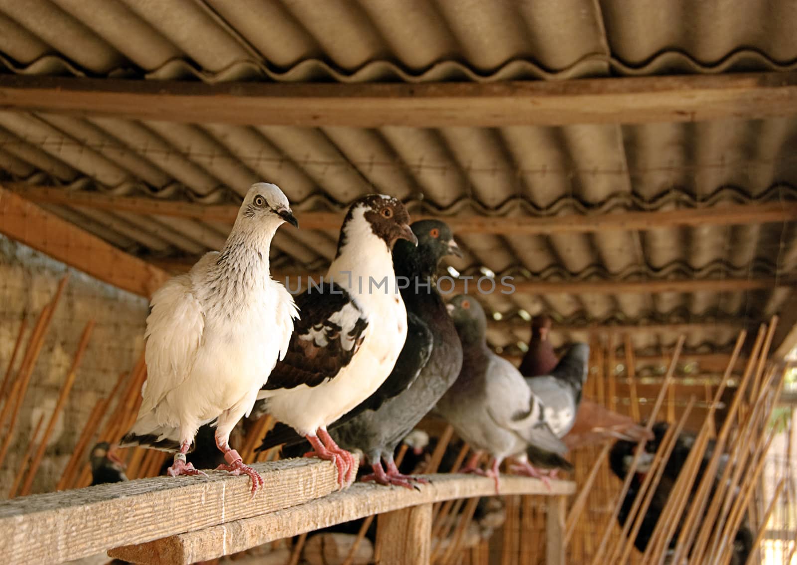 Different kinds of pigeons in dove-cote