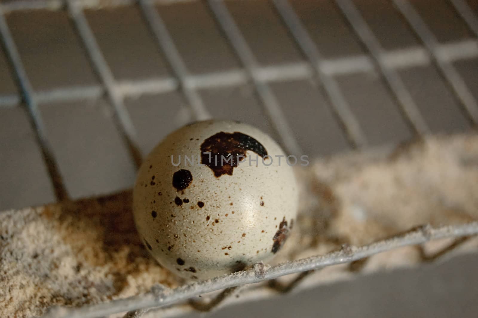 Layed quail egg in cage