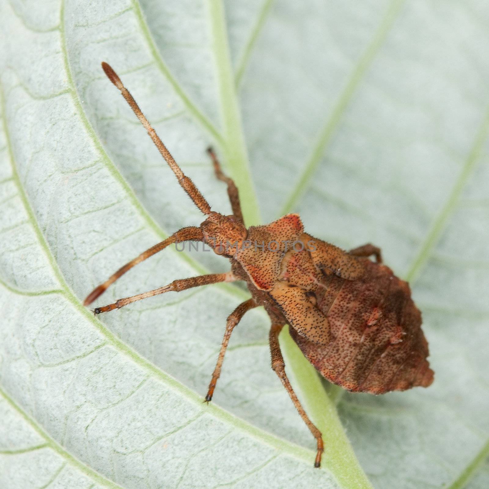 Brown stink bug sitting on a raspberry leaf