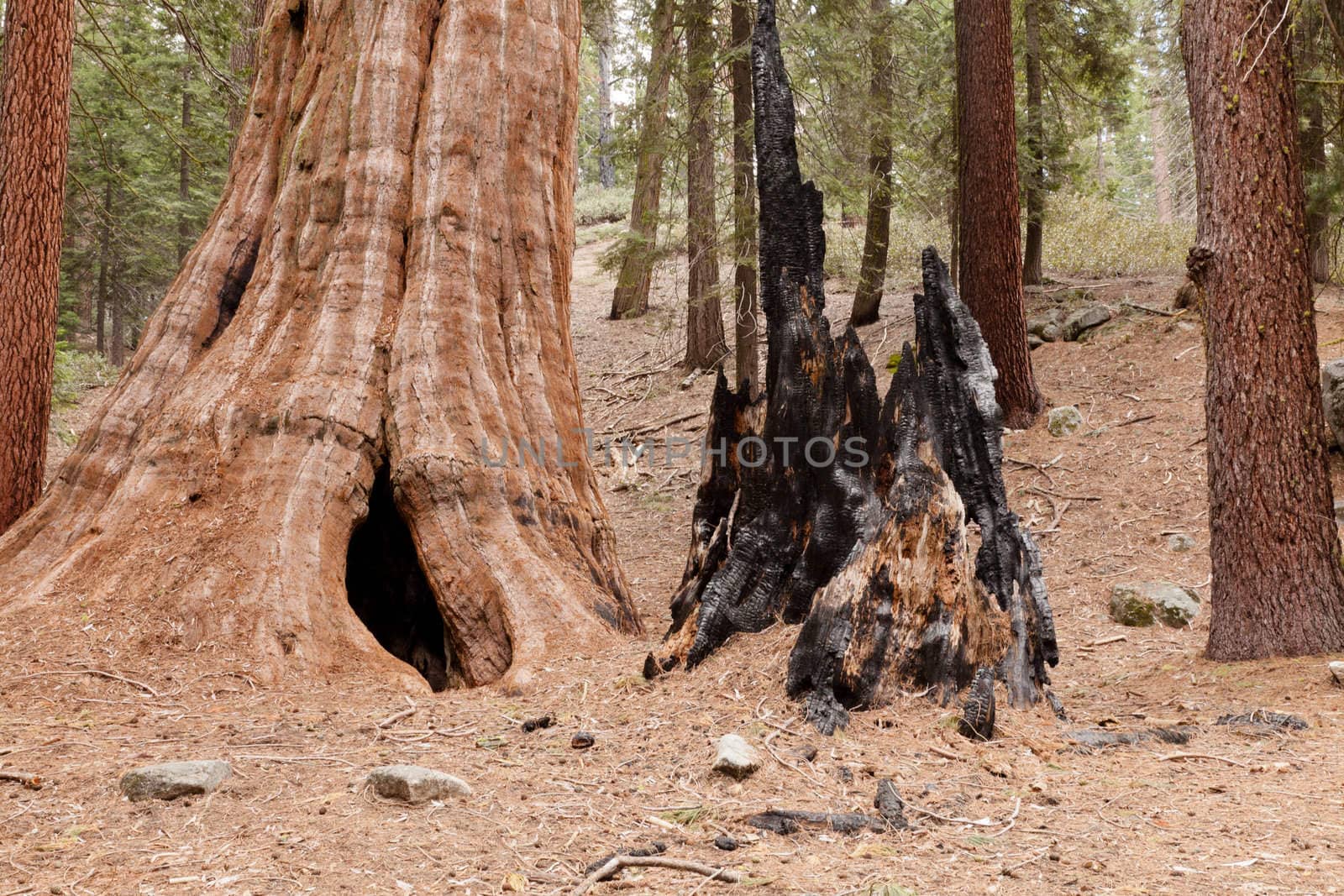 General Grant Grove is a section of Kings Canyon National Park