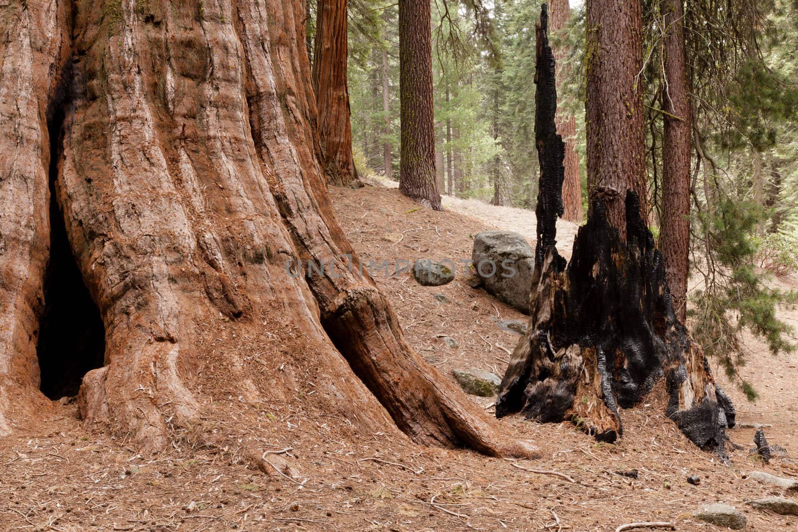 General Grant Grove is a section of Kings Canyon National Park