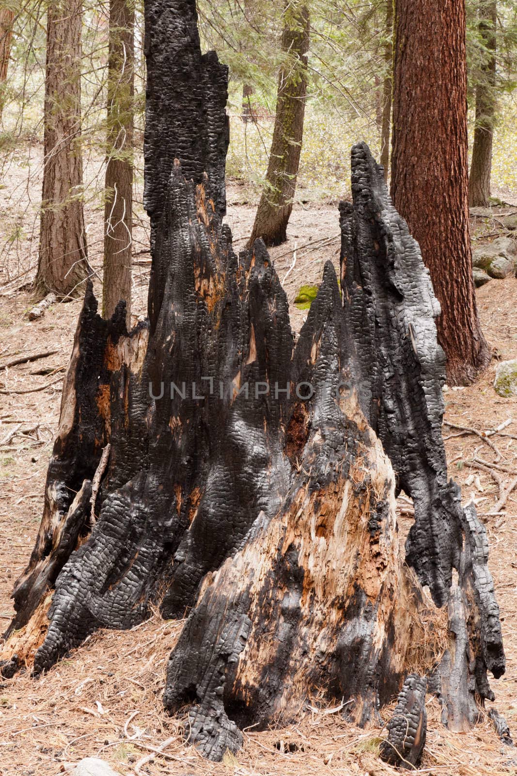 General Grant Grove is a section of Kings Canyon National Park