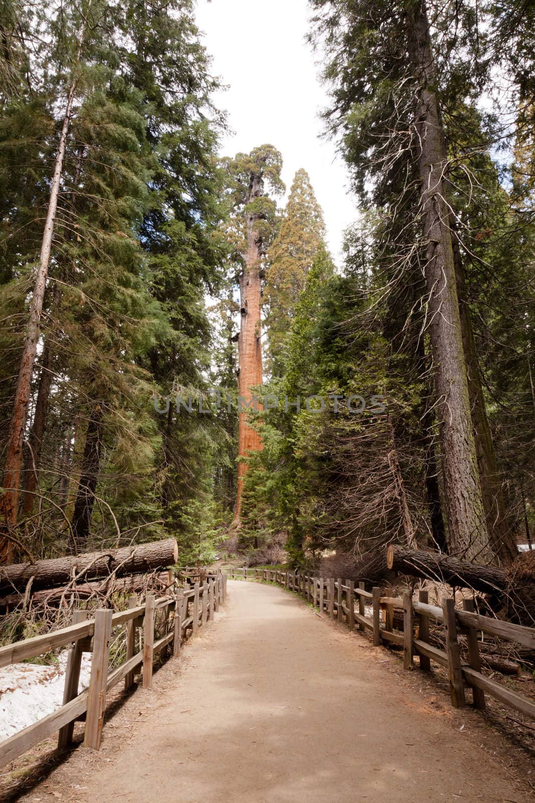 General Grant Grove is a section of Kings Canyon National Park