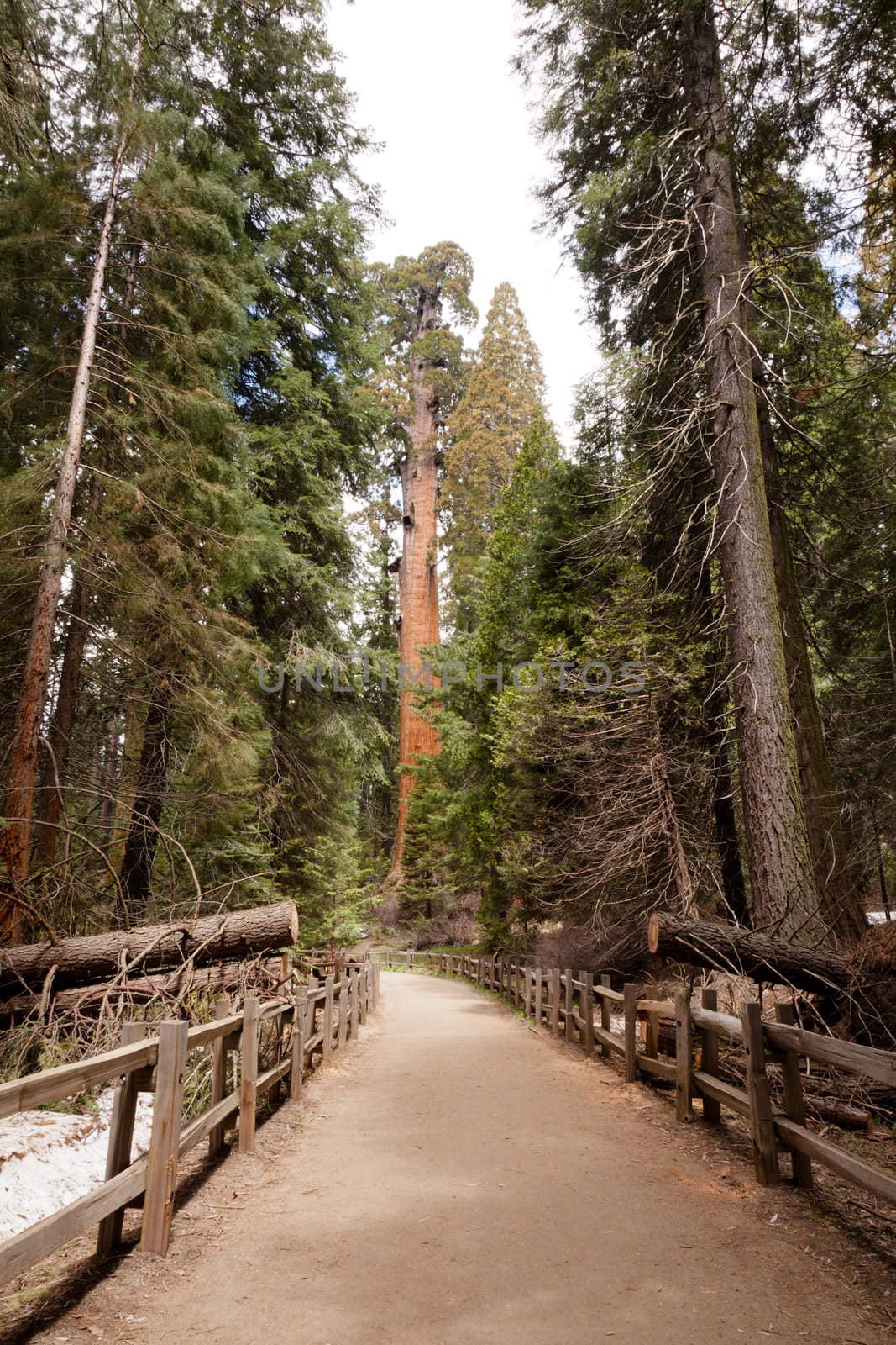 General Grant Grove is a section of Kings Canyon National Park