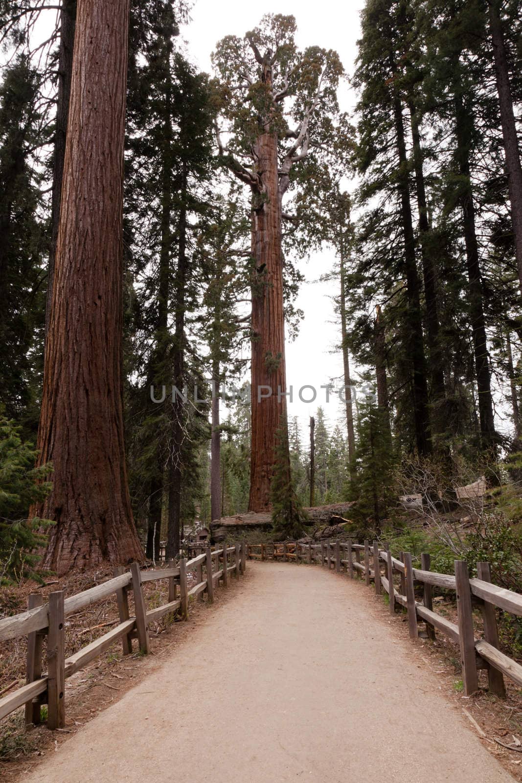 General Grant Grove is a section of Kings Canyon National Park