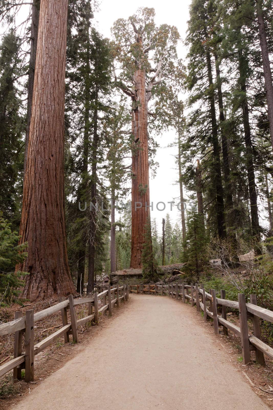 General Grant Grove is a section of Kings Canyon National Park