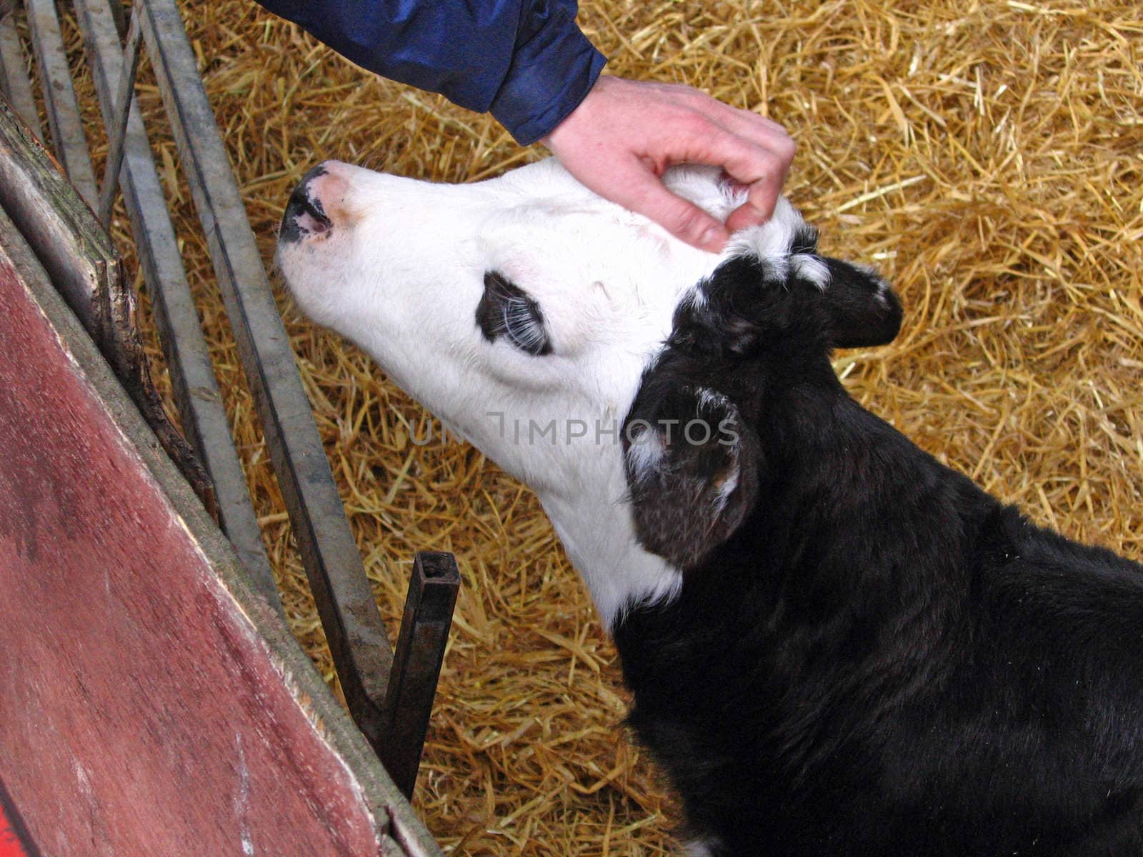 Calf on a Dairy Farm