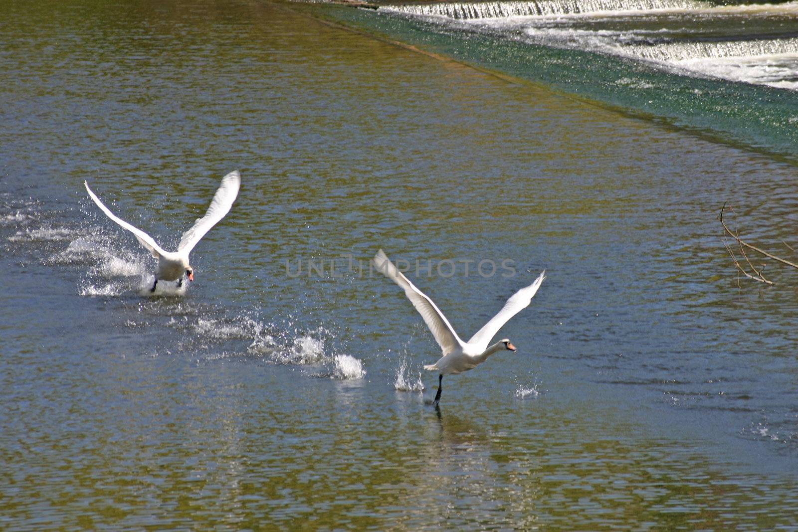 Swans Taking Off on River Dee in Chester