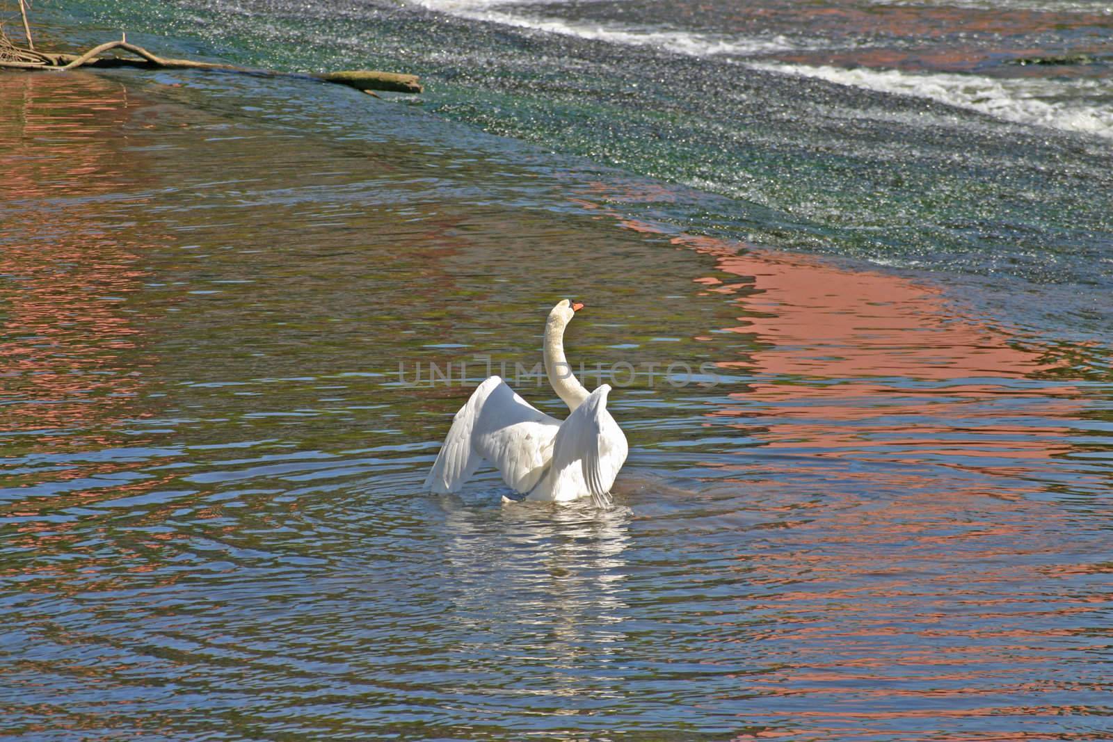 Swan Showing Off