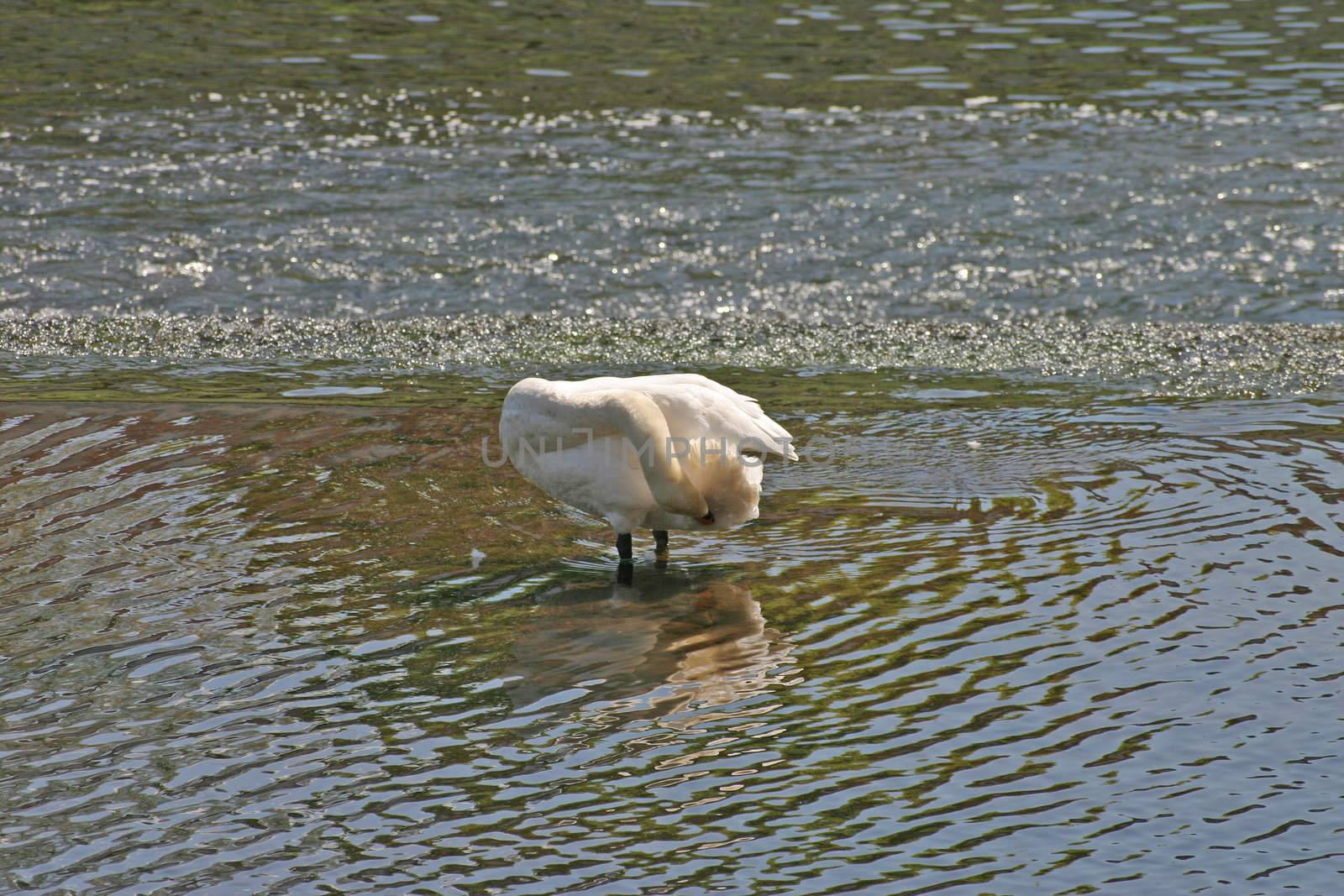 Swan Preening on River Dee in Chester