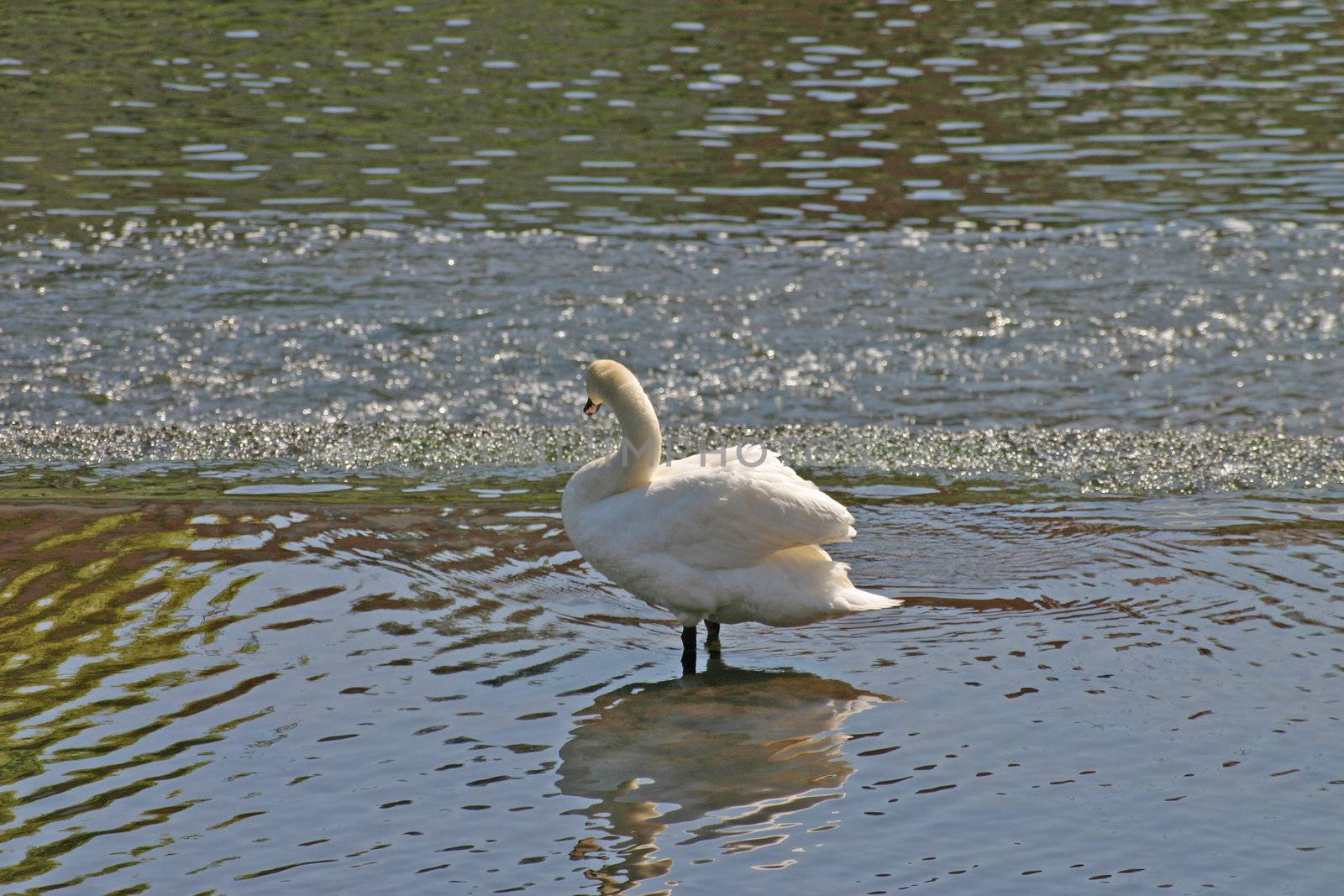 Swan on River Dee in Chester