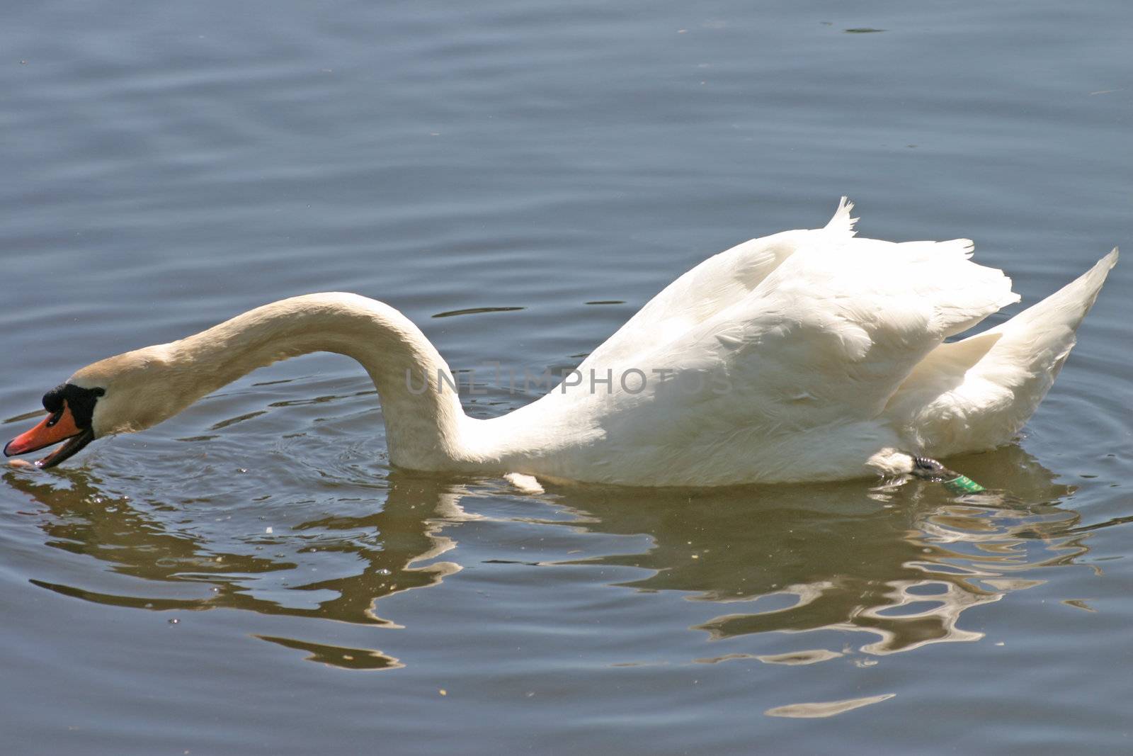 Swan on River Dee in Chester