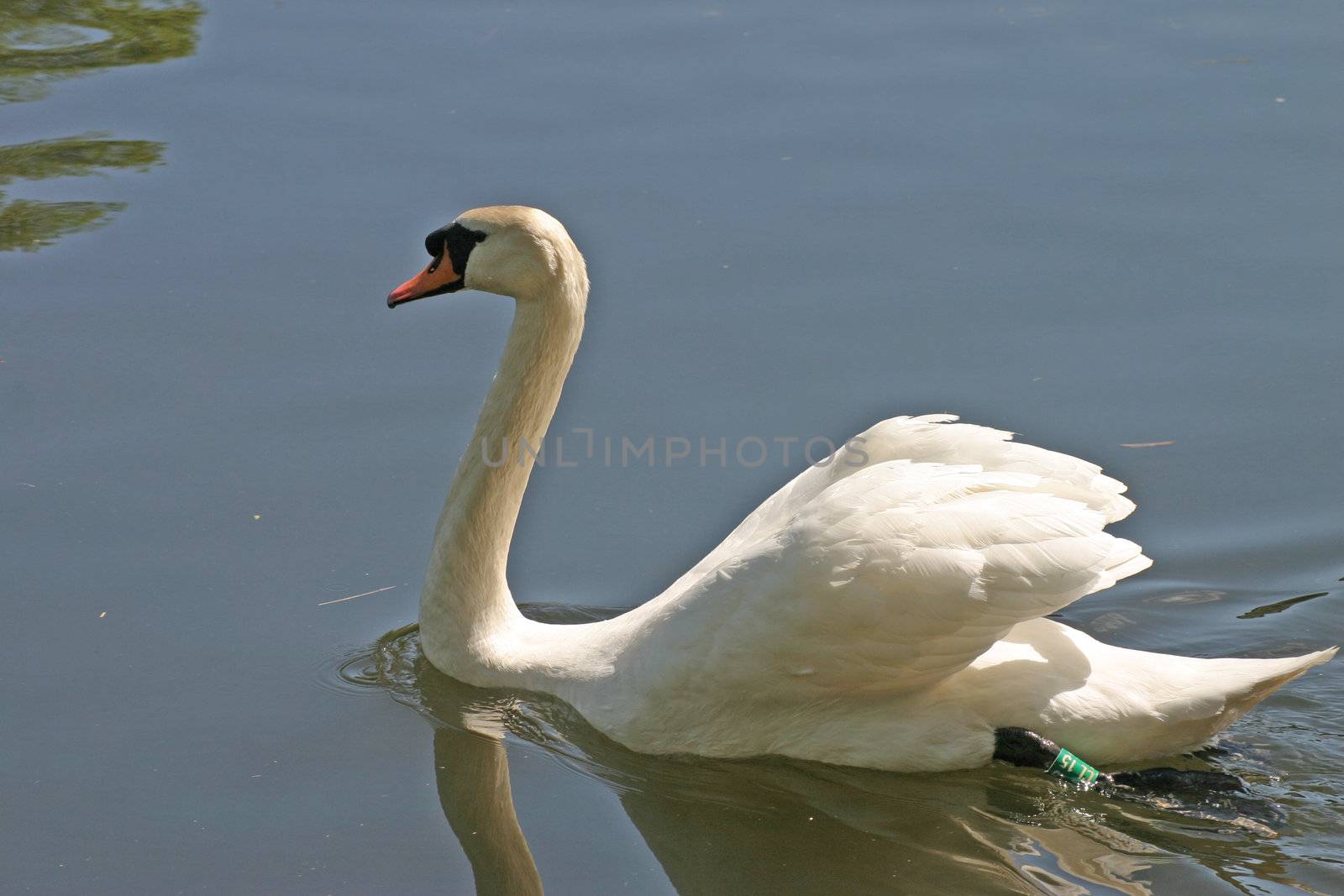 Swan on River Dee in Chester