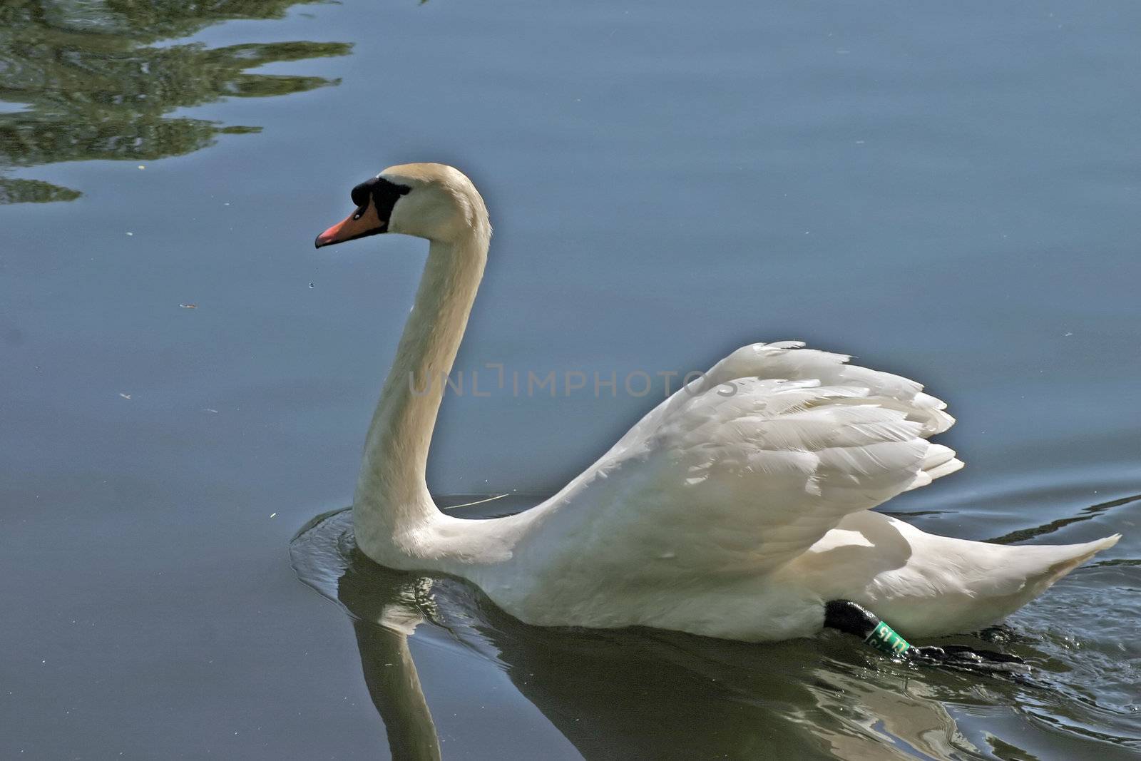 Swan Relaxing