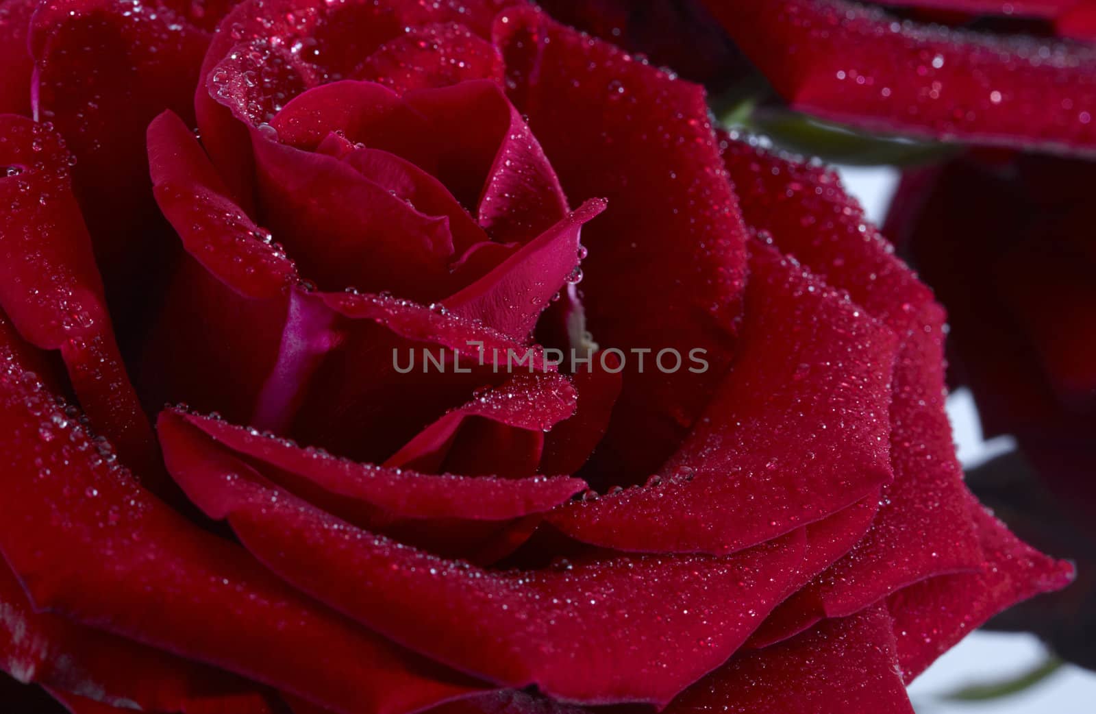 Close-up of a red rose with dew