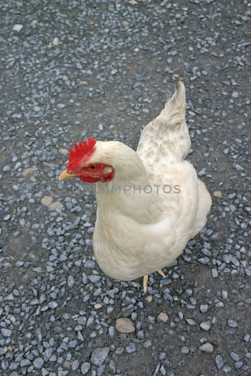 Chicken with a Sideways Glance