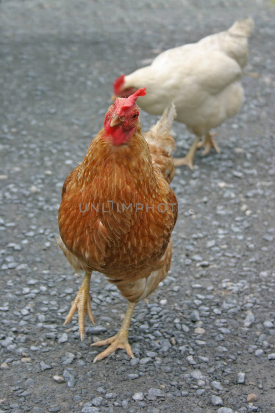 Inquisitive Chicken