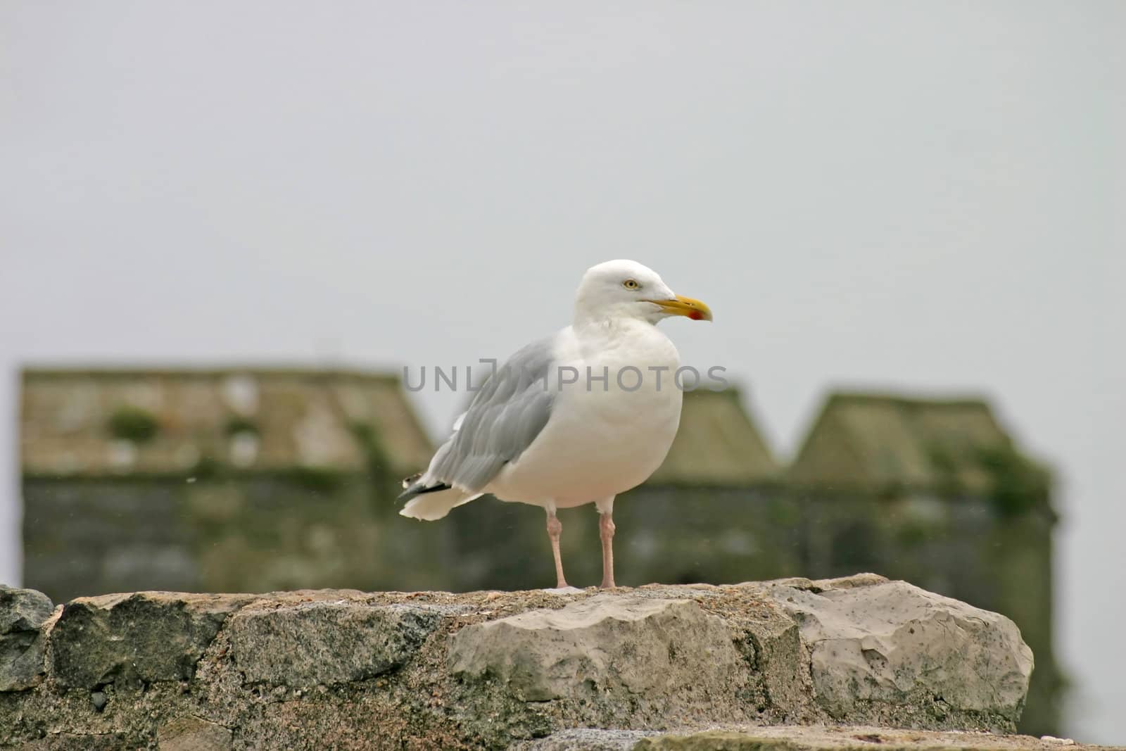 Seagull on Welsh Castle Tower