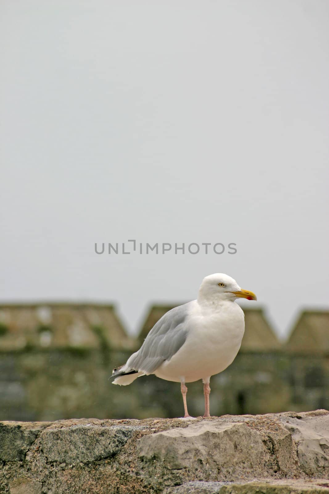 Seagull on Welsh Castle Tower