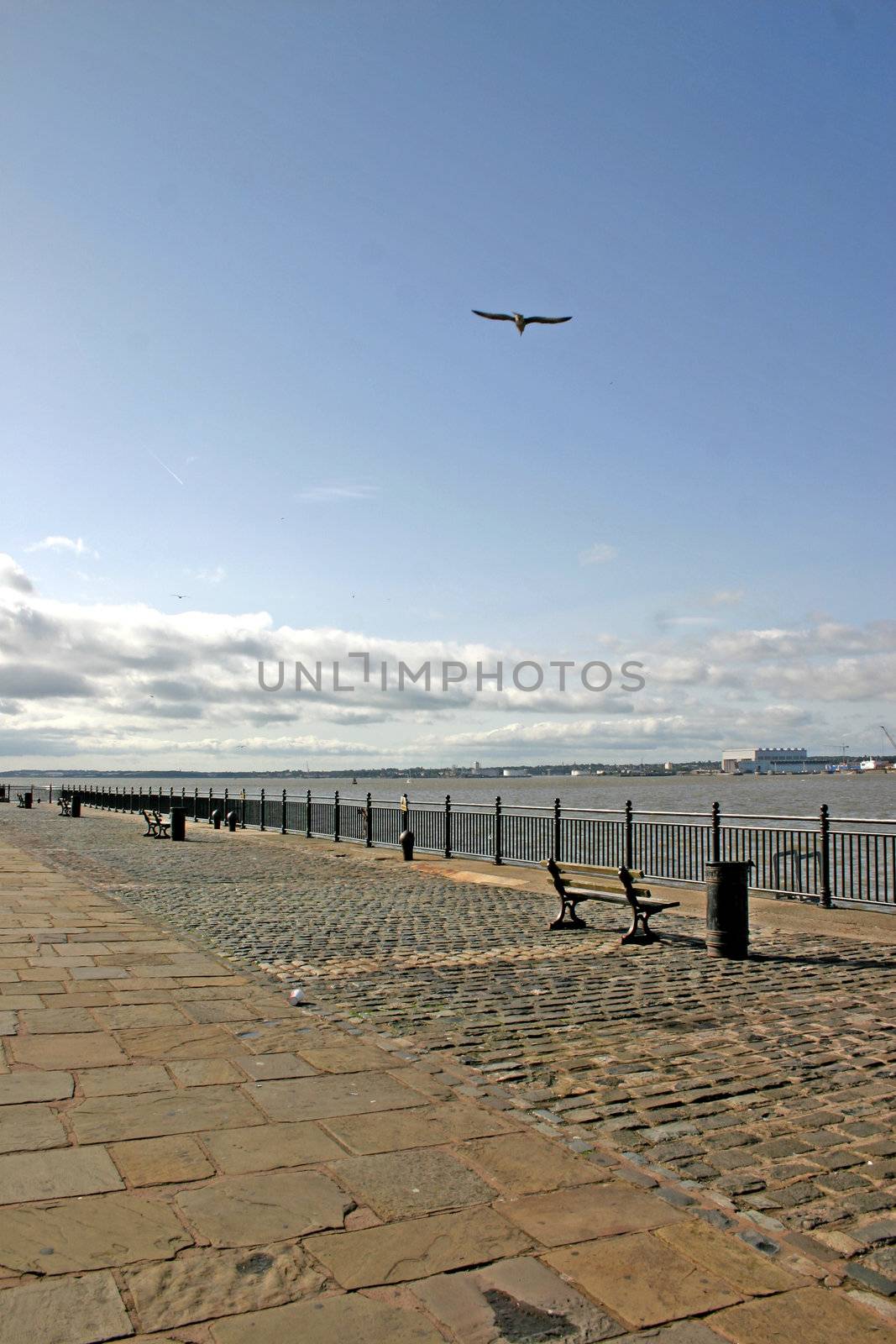 Seagull over the River Mersey in Liverpool UK