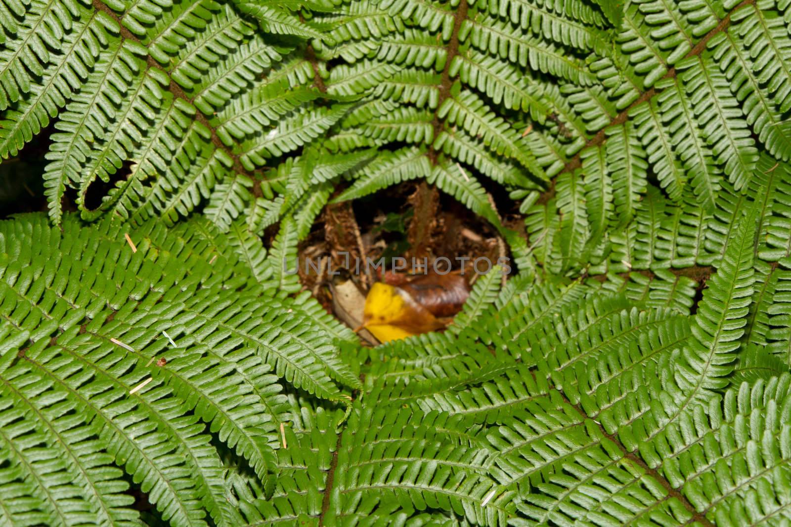 Looking into the heart of a fern plant from above with the leaf and stem effect as a leading line.