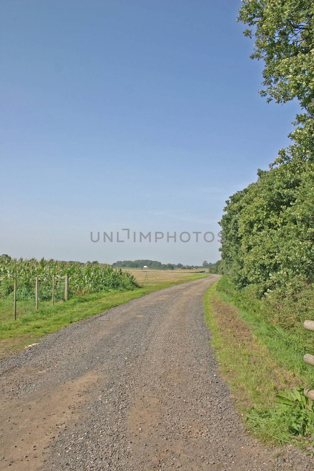 Boy Lost in Maize Maze in Cheshire Corn Field by green308