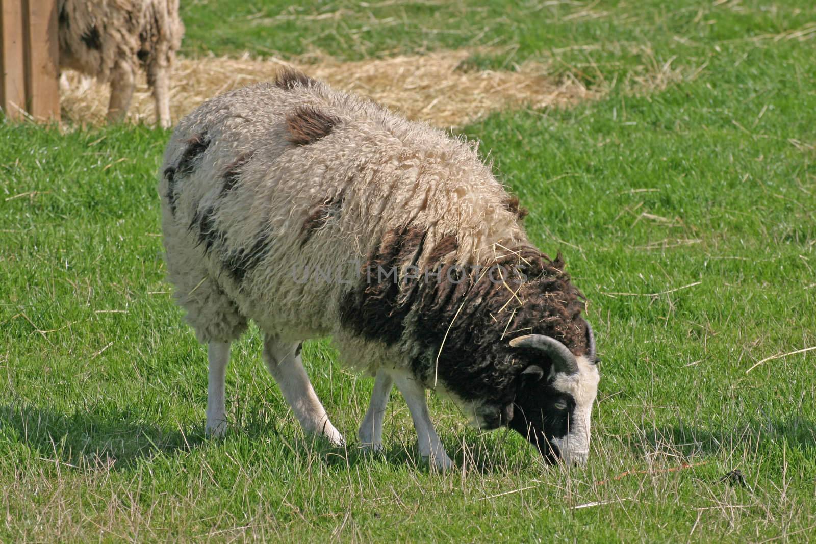 Brown and White Sheep on a Cheshire Farm