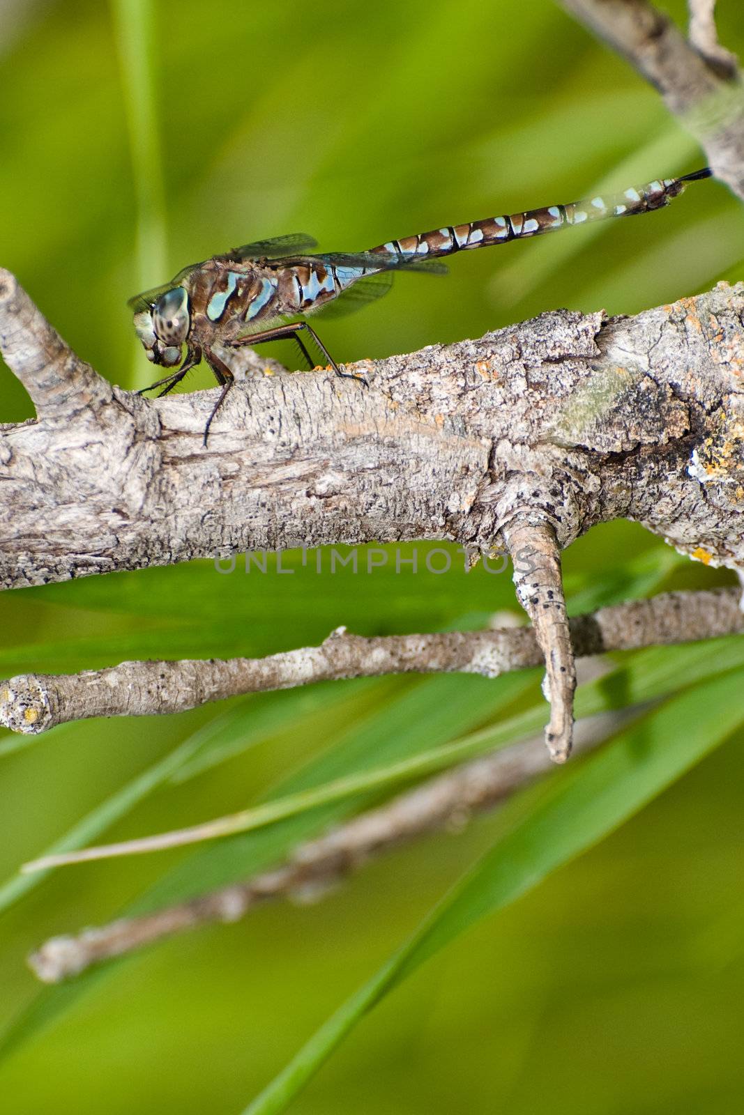 A large dragonfly taking a break on a branch, with copysoace underneath