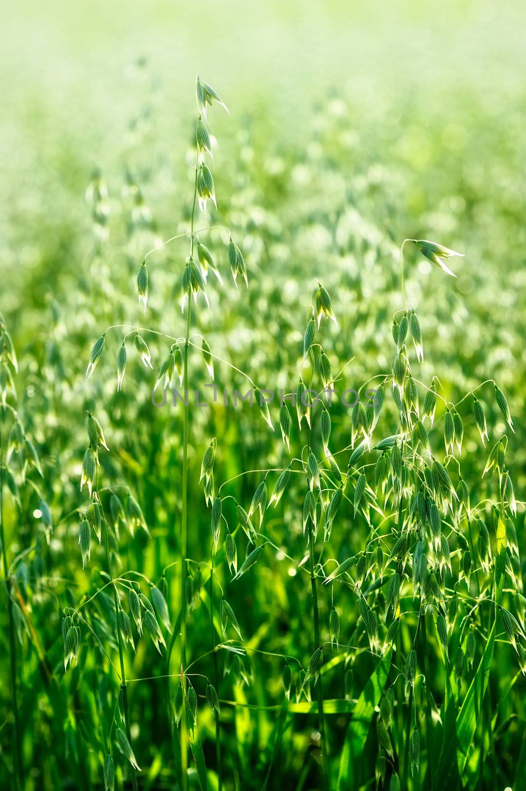 Close-up of maturing sprout of oats in the field