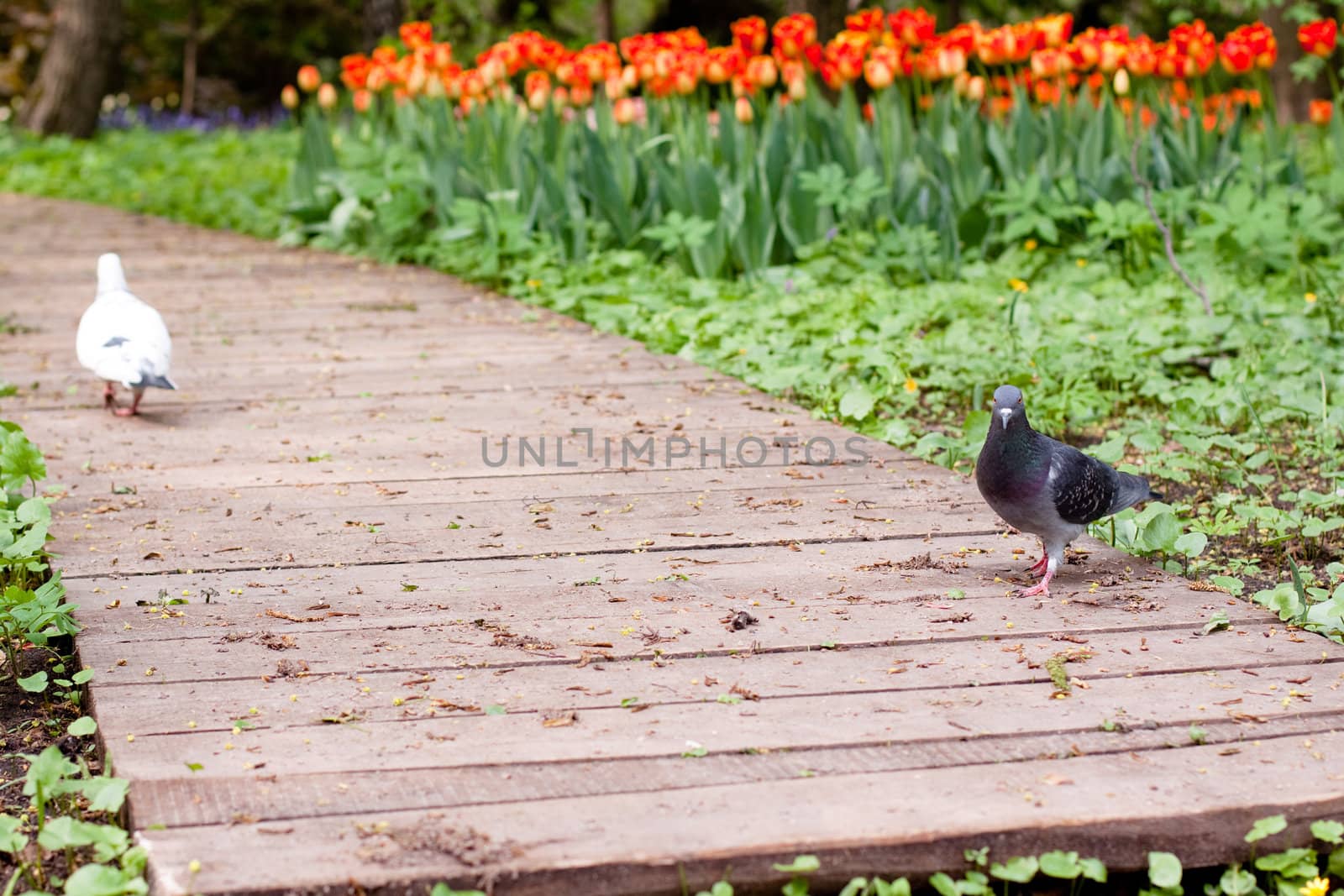 two pigeons walking along tulips
